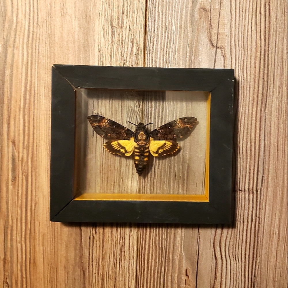 Framed Death's-head Hawkmoth